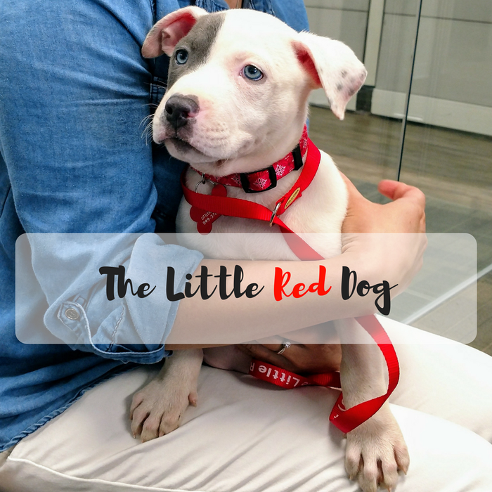 The Little Red Dog – Charity Spotlight
