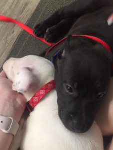 Molly and Ronald, black and white puppies, napping. 