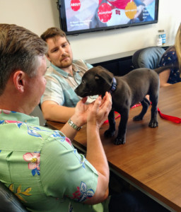 Ronald, the black Amstaff puppy standing on the conference table